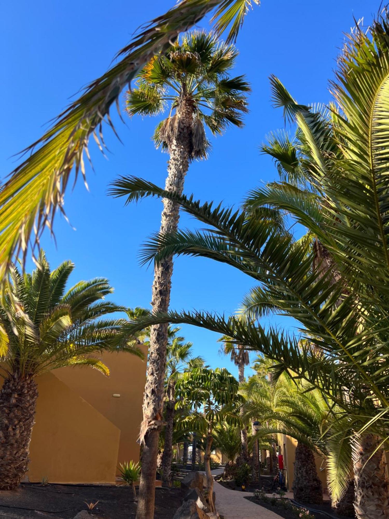 Casa De Leon Apartman Corralejo Kültér fotó
